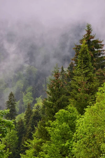 Vertikální Záběr Lesa Zahaleného Mlze Karpatských Horách Rumunské Republice — Stock fotografie