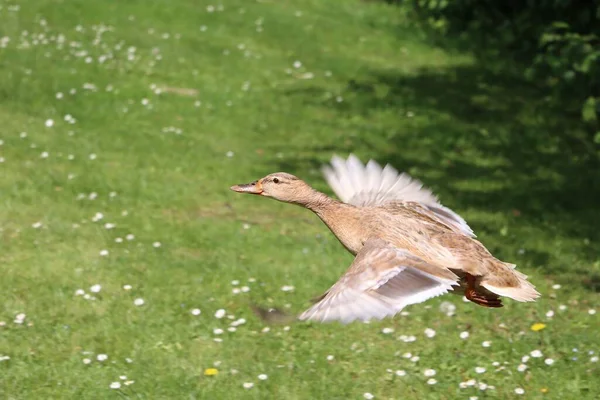 Nahaufnahme Einer Ente Die Über Das Gras Fliegt — Stockfoto
