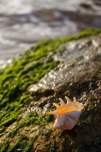 Shallow Focus Shot Sea Shell Algae Covered Stone Beach — Stock Photo, Image