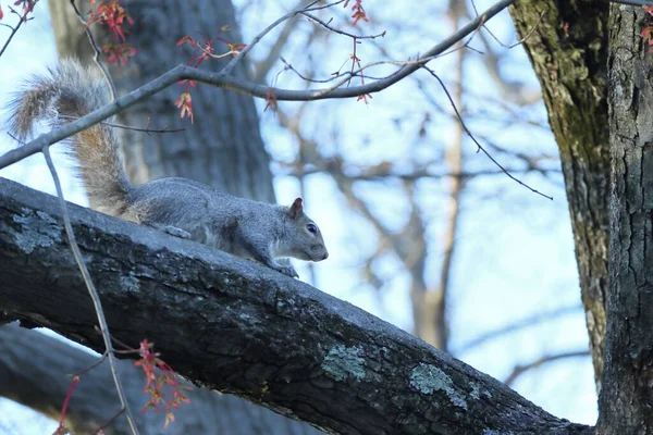 Esquilo Adorável Galho Árvore — Fotografia de Stock