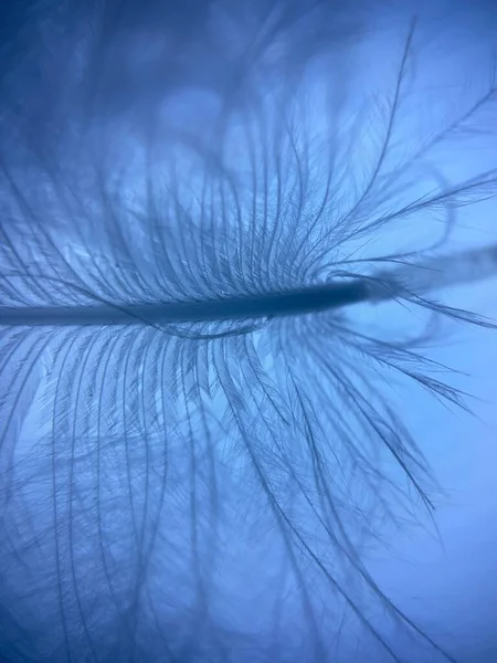 Macro Verticale Piuma Uccello Colore Blu Bella Scelta Gli Sfondi — Foto Stock