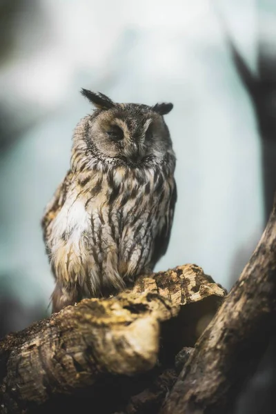 Vertical Shot Owl — Stock Photo, Image