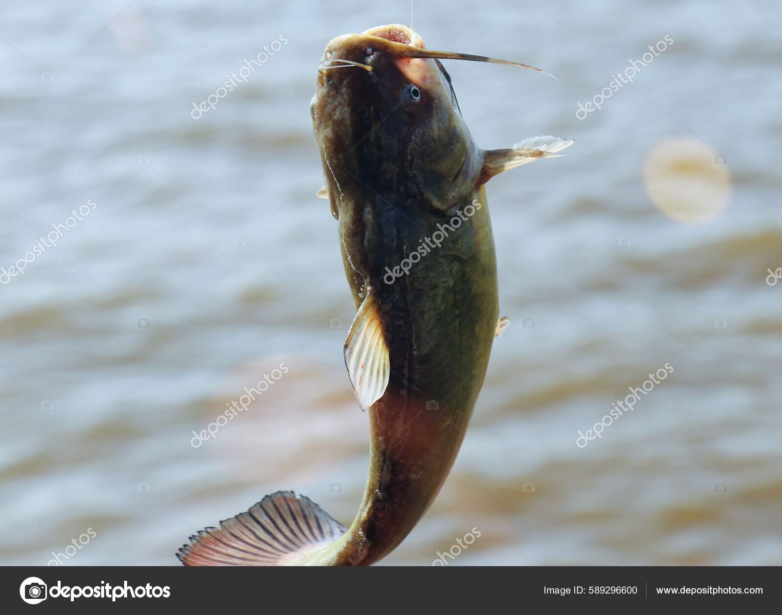 Closeup Shot Catfish Hanging Hook — Stock Photo © wirestock_creators  #589296600