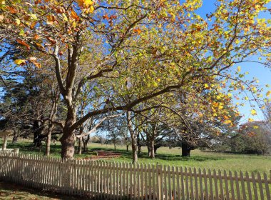 Avustralya 'nın Yeni Güney Galler' indeki Highlands parkındaki ahşap bir çitin yakınındaki bir ağaca yakın plan.