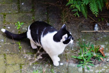 Dışarıda yürüyen siyah beyaz bir kedinin yakın çekimi.