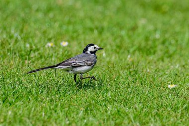 Çimlerin üzerinde duran beyaz bir kuyruğun seçici odağı