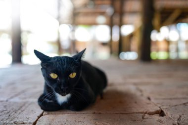 Yerde yatan siyah bir kedinin yakın plan çekimi.