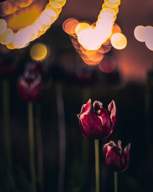 Mor bir lalenin yakın plan çekimi.