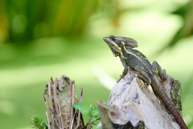 Kahverengi basilisk 'e yakın plan, keskin taş, bulanık yeşil arka plan.