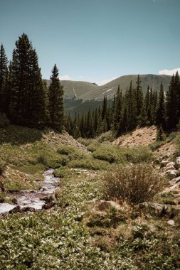 Çam ormanlarından akan küçük, dar bir nehrin resimli manzarası. Colorado, ABD 'deki Kış Parkı' ndaki dağ vadisi.