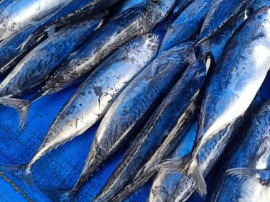 Bir demet ton balığı.