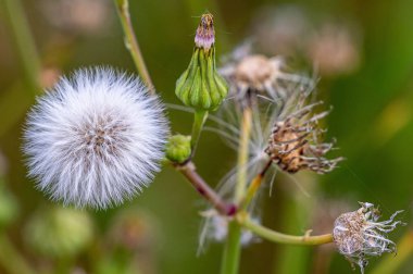 Bulanık arka planda açan güzel bir karahindiba çiçeği.