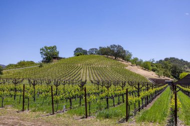 Tarım arazilerinin manzarası güneşli bir günde tarım arazilerinde