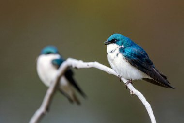 Ağaç dalındaki güzel kırlangıç kuşlarının sığ bir odak noktası.