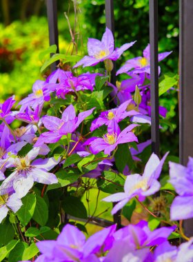 Parlak pembe ve mor çiçekler bir bahçede çiçek açtı.