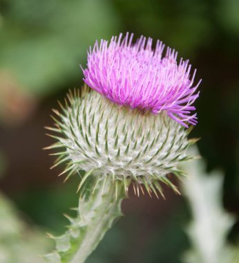 Bulanık arkaplanı olan bir dikenli çiçeğin yüzeysel odak görüntüsü