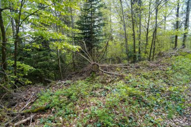 Ormandaki sık yeşil ağaçlar