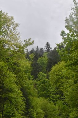 Karpat dağlarında ufukta bulutlu bir gökyüzü olan yemyeşil bir orman.