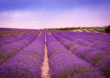 Pembe gökyüzü ve mor sıraları olan güzel lavanta tarlası