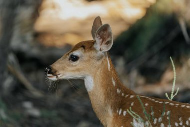 Ormandaki benekli geyiğin seçici bir odak noktası.