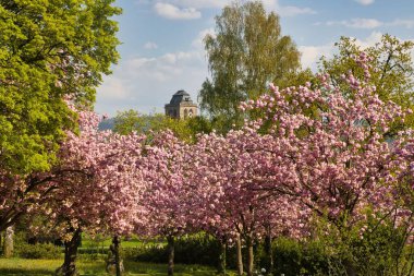 Parkta çiçek açan kiraz ağaçları