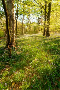 Ormanda güneşli bir yaz gününün dikey çekimi.
