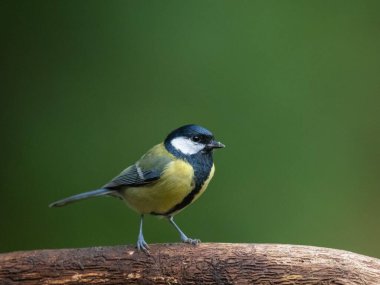 A closeup shot of a beautiful Great Tit perched on the branch
