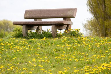 Karahindiba tarlasında yalnız bir bank.