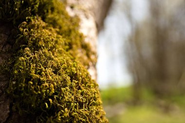 Ağaçtaki yosunların yakın plan fotoğrafı.