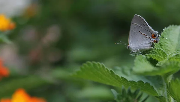 Primer Plano Una Mariposa Rayas Grises Posada Una Hoja Lantana — Foto de Stock