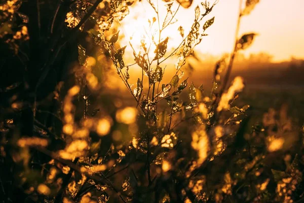 Gros Plan Soleil Orange Qui Brille Sur Les Branches Des — Photo