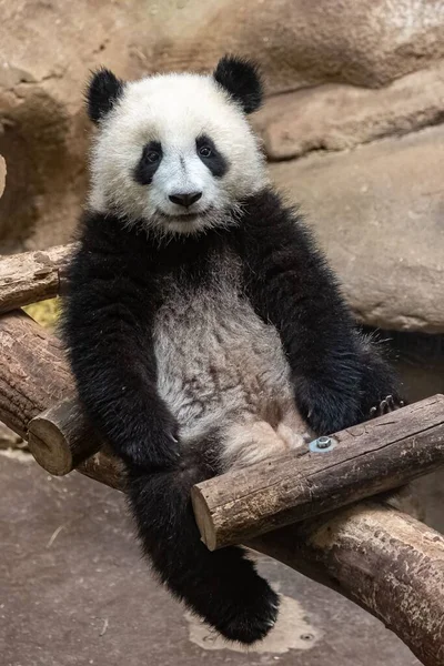Egy Hatalmas Panda Egy Aranyos Baba Játszik Vicces Állat — Stock Fotó