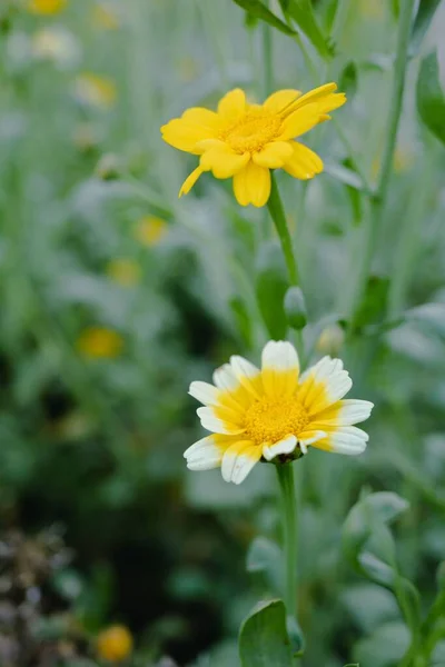 Selective Focus Shot Chrysanthemums Garden — Stock Photo, Image