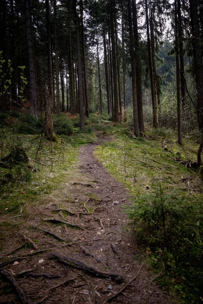 Vertical Shot Narrow Path Pine Forest Evening — Stock Photo, Image