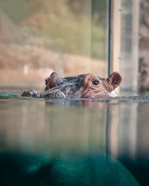 Zdjęcie Bliska Hipopotama Pływającego Głową Tuż Nad Wodą Ain Zoo — Zdjęcie stockowe