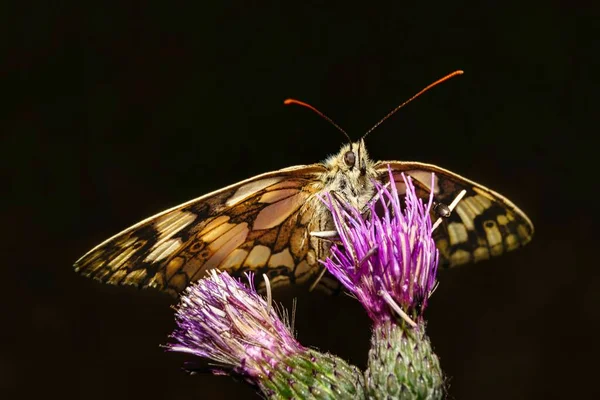 Närmare Titt Vit Fjäril Naturlig Miljö Färgglada Växter — Stockfoto