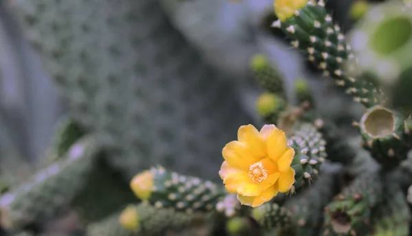 Foco Seletivo Uma Flor Amarela Cacto Florescendo Jardim — Fotografia de Stock