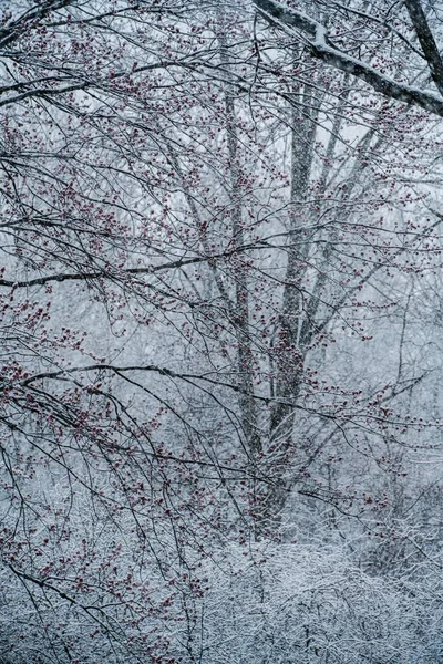 Pionowy Widok Góry Cienkich Snowy Gałęzie Drzewa Lesie Zimie — Zdjęcie stockowe