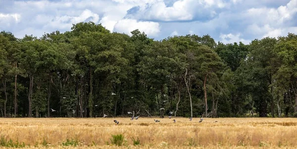 Uno Stormo Uccelli Che Sorvola Campo Agricolo Una Foresta Verde — Foto Stock