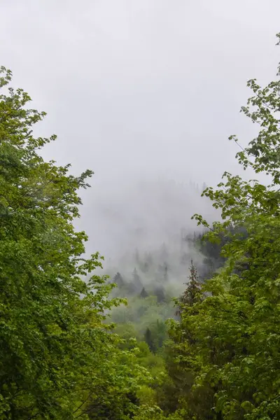在罗马尼亚 一片茂密美丽的森林 地平线上乌云密布 — 图库照片