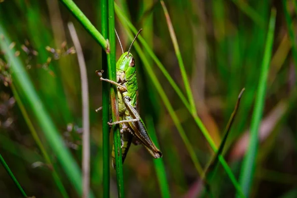 Över Gräshoppa Naturlig Livsmiljö Grönt Gräs — Stockfoto