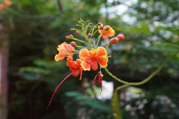 Nahaufnahme Einer Orangefarbenen Blume Vor Verschwommenem Hintergrund — Stockfoto