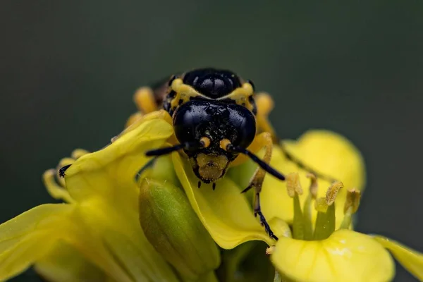 Nahaufnahme Einer Wespe Auf Einer Gelben Blume Einer Unschärfe — Stockfoto