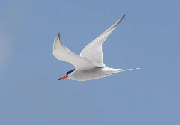 Tern Bird Flying Blue Sky — Stock Photo, Image