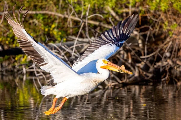 Beautiful White Pelican Bird Flight Lake — Stock Photo, Image