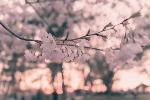 粉红模糊背景的粉红色花朵的开花树枝的特写 — 图库照片