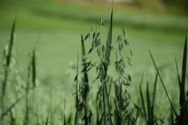 Gros Plan Plantes Avoine Dans Champ — Photo