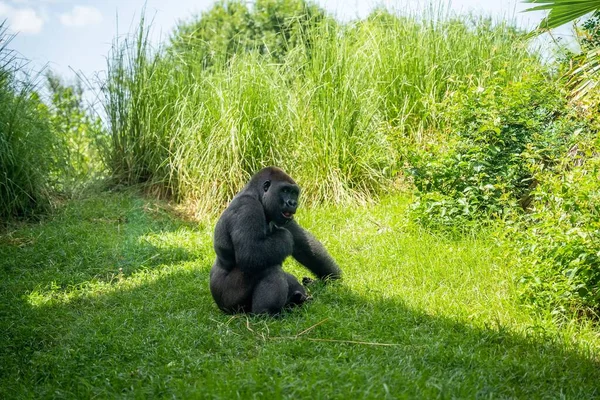 Een Ruime Grijze Gorilla Een Groen Zonnig Veld Een Dierentuin — Stockfoto