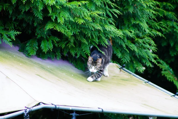 Eine Nahaufnahme Einer Gestreiften Katze Die Auf Einem Metalldach Läuft — Stockfoto