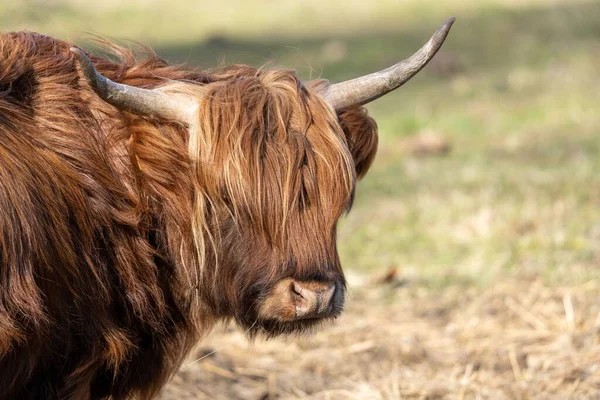 Ett Porträtt Skotsk Highlander Med Suddig Bakgrund — Stockfoto